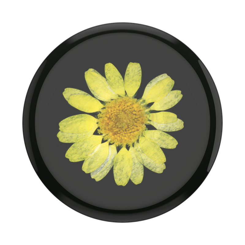 Pressed Flower Yellow Daisy