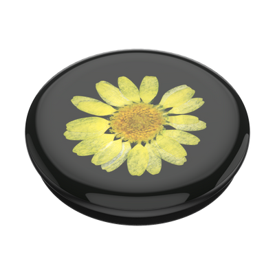 Pressed Flower Yellow Daisy